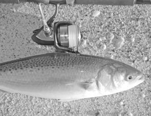 By using light, quality threadline tackle, salmon fishing from the beach becomes much more sporting and enjoyable.